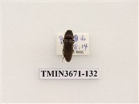 藏品(叩頭蟲(2))的圖片